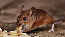 24 Hour & Emergency Exterminators in Armstrong Creek, WI